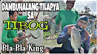 PLA - PLA KING / PANINIBOG NG DAMBUHALANG TILAPYA/ LAGUNA LAKE NET FISHING/ TALIM ISLAND/ TALIM PH