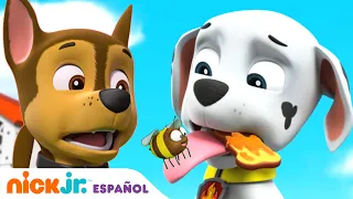 PAW Patrol | ¡Los cachorros les encuentran un nuevo hogar a las abejas! | Nick Jr en Español