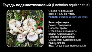 Груздь водянистозоновый (Lactarius aquizonatus)