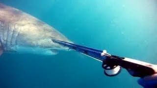 Great White Comes too Close - FULL STORY