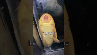 AMADIKETU IKAN SAPU SAPU😭