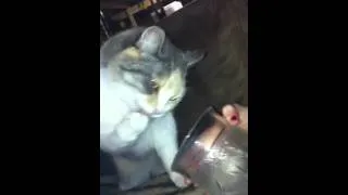 Cat drinking milk her special way