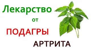 Лучшее растение при подагре, артрите, остеартрите. Убирает воспаление, снимает БОЛЬ