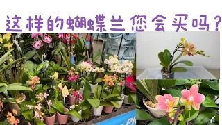 February 17, 2024邂逅奇特的蝴蝶兰，以及买后处理方法Buying Phalaenopsis at Lowe’s