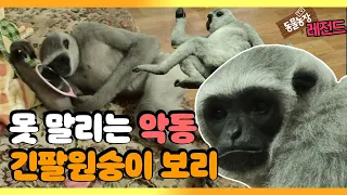 [TV 동물농장 레전드] 가정집에서 키우는 ‘긴팔원숭이 보리’ 풀버전 다시보기 I TV동물농장 (Animal Farm) | SBS Story