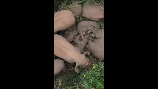 Asian elephant family take nap on river bank of China's Yunnan