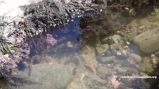 Explore the Tidepools with Us!