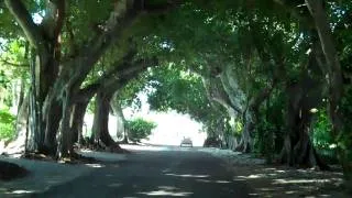 Banyan Street