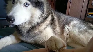 че то хочет #husky #хаски