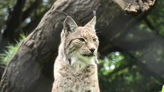 Eurasian Lynx, Wildwood Devon (27th April 2024)