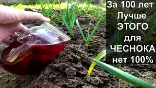 ДЕЛАЙТЕ это удобрение по чесноку весной в апреле!  Подкормка чеснока.