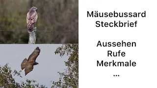 Mäusebussard (Common Buzzard) | Aussehen, Ruf, Merkmale, Beschreibung…