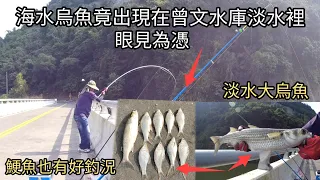 海水烏魚竟出現在淡水的曾文水庫！我是真的親手釣上（眼見為憑）（248集）@Pin338548 阿平趴趴走