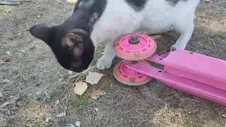 cute cat like to eat cheese