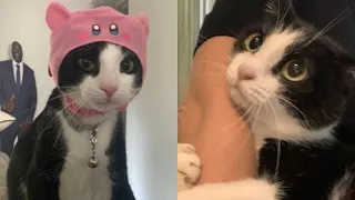 Try Not To Laugh 🤣 New Funny Cats Video 😹 - Fails of the Week Part 11