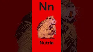 Abecedario, Letra N en Eapañol, Nutria, #shorts #abc