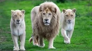 WHITE LIONS ROYAL FAMILY   animal planet 2016   Nature documentary   Discovery channel documentaries