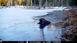 A Few Days at a Beaver Pond