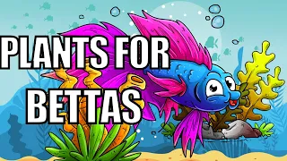 Plants For Betta Fish | Best Plants For Betta Fish | Which Plants Are Good For Bettas