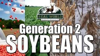 Real World's Generation 2 Soybeans