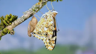 Painted Lady Caterpillar to Butterfly Time lapse
