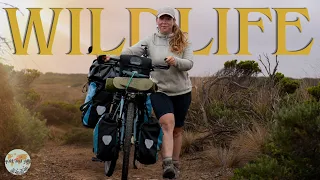 Australiens (giftige) Tierwelt- Zwischen Tigerschlangen und schwarzen Witwen | Fahrradweltreise