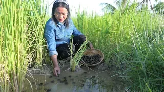 Tasty Curry Snail Coconut Recipe - Snail Cooking - Simple Life Cooking