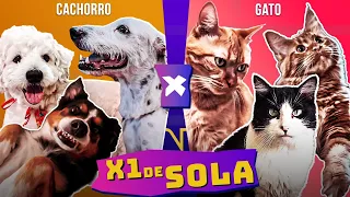 CACHORRO X GATO: QUEM É MELHOR EM... ? | X1 DE SOLA