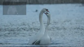 Temakveld Tysværtunet 2020 - Stortingsrepresentant Arne Nævra , SV