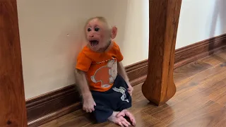 So cute! Monkey BiBi cried and asked his father to see his phone!