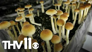 Are psychedelics the future for therapy?