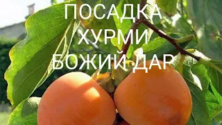 Висадження хурми "Божий Дар". Как посадить хурму. Весенняя посадка хурмы. Planting persimmons.