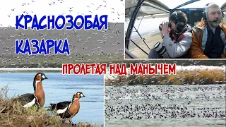 Краснозобая казарка. Пролетая над Манычем