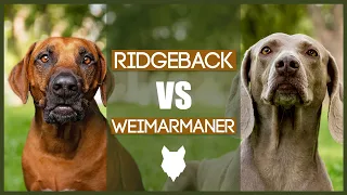 RIDGEBACK VS WEIMARANER