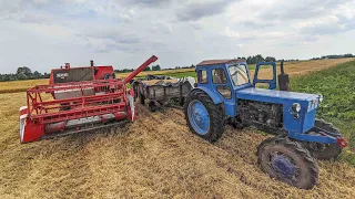 ЖНИВА В УКРАЇНСЬКОМУ СЕЛІ 2021. massey ferguson 206 та трактор Т40 МОЛОТИМО ПШЕНИЦЮ 5 ТОНН З ГЕКТАРА