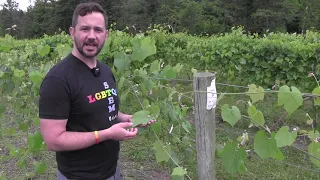 USDA-ARS Grape Genetics Research