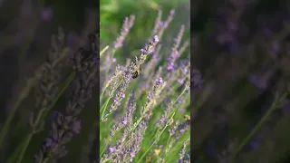 Bumblebees in the Lavender Field