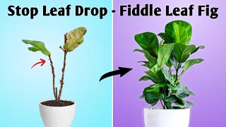 Fiddle Leaf Fig Care - 3 Important Care Tips to Stop Leaf Drop in Fiddle Leaf Fig