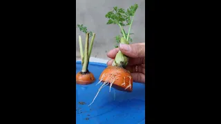 How to grow carrots in water