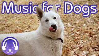 Desensitising Firework Music for Dogs - Prepare your Dog for New Years Eve!