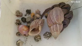 menemukan kelomang raksasa 😱, mencari dan menemukan kelomang kecil, Umang-Umang kecil, hermit crab