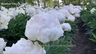 Peony Brother Chuck - Peony Plants and Roots online.