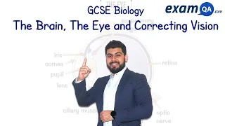 The Brain, The Eye and Correcting Vision | GCSE Biology