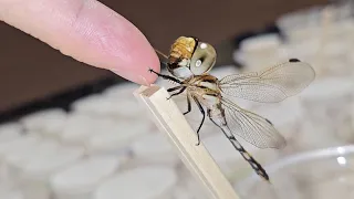 The Process Of Making Friends With a Dragonfly