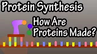 What Is Protein Synthesis - How Are Proteins Made - Transcription And Translation