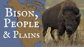 Bison, People, and Plains