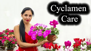 Cyclamen Plant Care | Indoor Growing Conditions | Tips