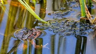 Female frogs fake their own death to avoid unwanted attention from males: Study