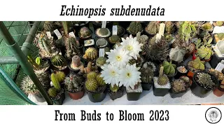 Echinopsis subdenudata From Buds to Bloom 2023