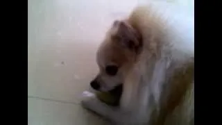 Momo the Pomeranian puppy playing ball